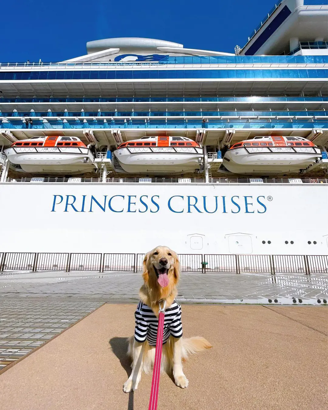 Even the furry babies can't stop smiling looking at Princess Cruise ships.