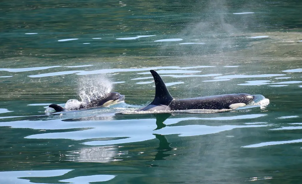 Mother and Calf Orcas on the ocean.