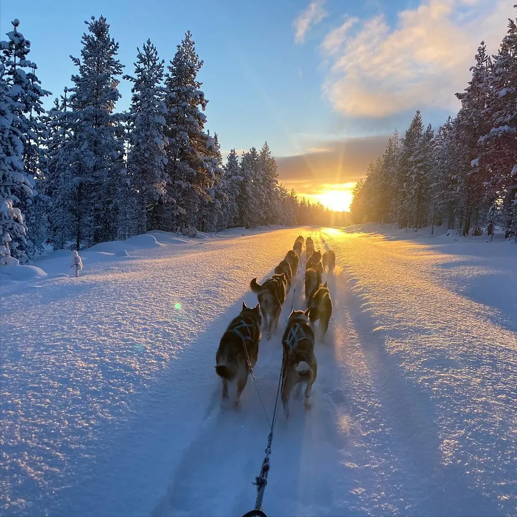 Huskie dogs sledding cart through the snow-covered pave during golden hour