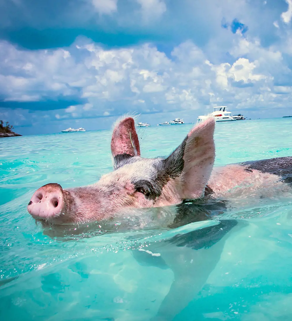 Swimming pigs in Bahamas can be found on Rose Island, Abaco and Exuma