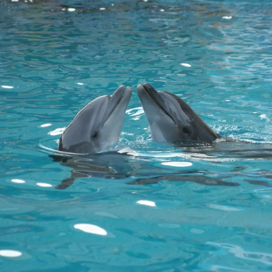 Dolphin Cove Ocho Rios is spread in a 23-acre coveted semi-virgin area
