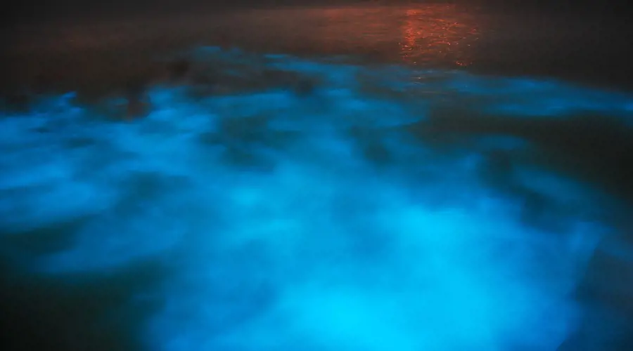 Luminous Lagoons light up when water is disturbed and the organisms begin to glow
