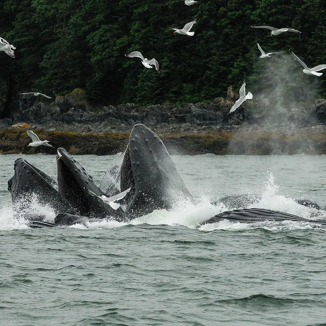 Alaskan waters have a guarantee of whale watching.
